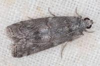 Phycita torrenti