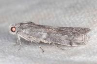 Phycita torrenti