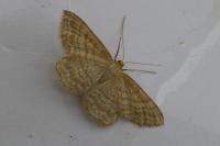 Idaea macilentaria