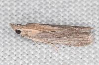 Epischnia illotella