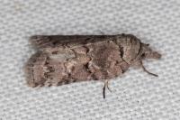 Nycteola columbana