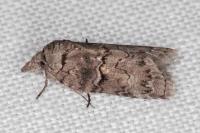 Nycteola columbana