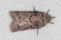 Nycteola columbana