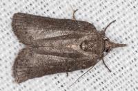 Nycteola columbana