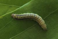 Acrobasis tumidana