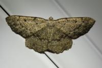 Yezognophos serotinaria serotinoides