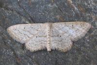 Idaea elongaria