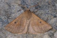Crocallis dardoinaria
