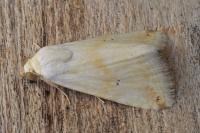 Eublemma ostrina