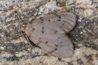 Paidia rica