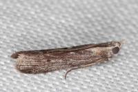 Epischnia asteris