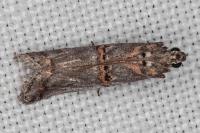Pempelia brephiella