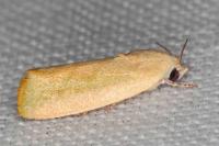 Earias insulana