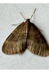 Operophtera brumata