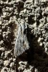 Asteroscopus sphinx