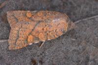 Jodia croceago