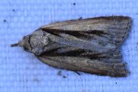 Nycteola revayana