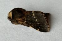 Poecilocampa populi populi