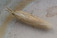 Ematheudes punctella