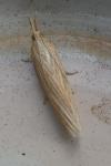 Ematheudes punctella