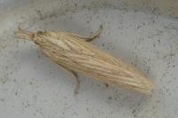 Ematheudes punctella
