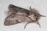 Dicranura ulmi