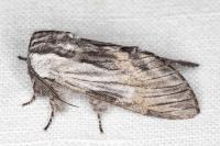 Harpyia milhauseri