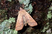 Agrochola lychnidis
