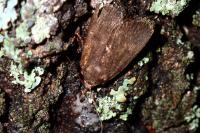 Amphipyra livida