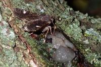Dryobota labecula