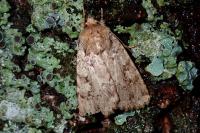 Amphipyra effusa