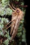 Amphipyra effusa