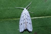 Coscinia cribraria cribraria