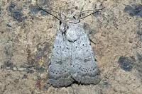 Hoplodrina respersa