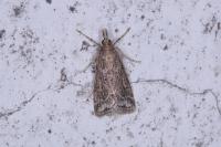 Eudonia pallida