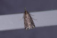 Eudonia pallida