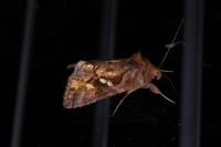 Chrysodeixis chalcites