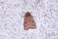 Diarsia rubi