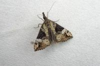 Hypena obsitalis