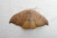 Watsonalla uncinula