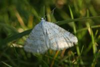 Perizoma albulata