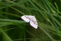 Xanthorhoe montanata