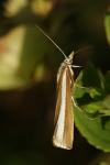 Catoptria bolivari