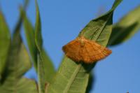 Idaea luteolaria