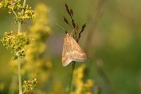 Pyrausta aerealis