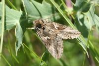 Autographa gamma