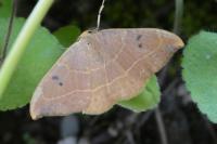 Watsonalla binaria