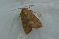 Cosmia trapezina