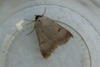 Lygephila craccae