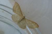 Idaea straminata